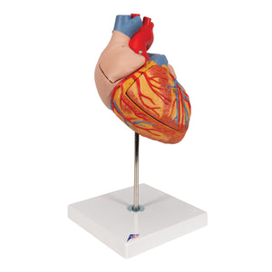 Model de inimă umană, x2 mărimea naturală, 4 părţi - 3B Smart Anatomy