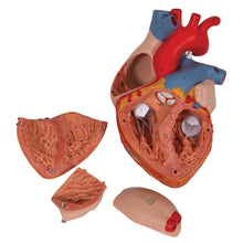 Load image into Gallery viewer, Model de inimă umană, x2 mărimea naturală, 4 părţi - 3B Smart Anatomy