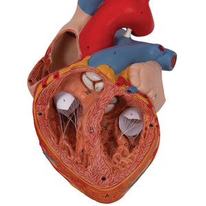 Model de inimă umană, x2 mărimea naturală, 4 părţi - 3B Smart Anatomy