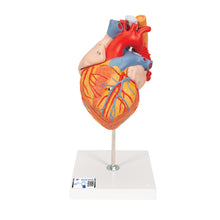 Load image into Gallery viewer, Model de inimă umană cu esofag şi trahee, x2 mărimea naturală, 5 părţi - 3B Smart Anatomy
