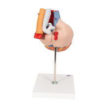 Load image into Gallery viewer, Model de inimă umană cu esofag şi trahee, x2 mărimea naturală, 5 părţi - 3B Smart Anatomy