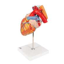 Load image into Gallery viewer, Model de inimă umană cu esofag şi trahee, x2 mărimea naturală, 5 părţi - 3B Smart Anatomy