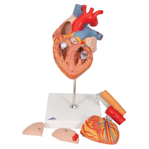 Model de inimă umană cu esofag şi trahee, x2 mărimea naturală, 5 părţi - 3B Smart Anatomy