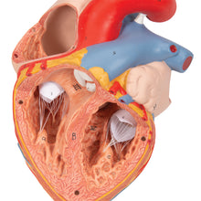 Load image into Gallery viewer, Model de inimă umană cu esofag şi trahee, x2 mărimea naturală, 5 părţi - 3B Smart Anatomy