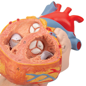 Model de inimă umană cu esofag şi trahee, x2 mărimea naturală, 5 părţi - 3B Smart Anatomy