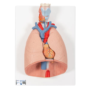 Model pulmonar uman cu laringe, 7 părţi - 3B Smart Anatomy