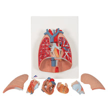 Load image into Gallery viewer, Model pulmonar uman cu laringe, 7 părţi - 3B Smart Anatomy