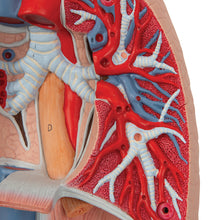 Load image into Gallery viewer, Model pulmonar uman cu laringe, 7 părţi - 3B Smart Anatomy