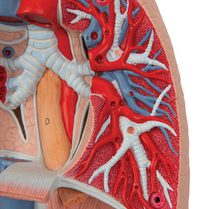 Model pulmonar uman cu laringe, 7 părţi - 3B Smart Anatomy