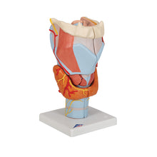 Load image into Gallery viewer, Model de laringe uman, x2 dimensiune normală, 7 părţi - 3B Smart Anatomy