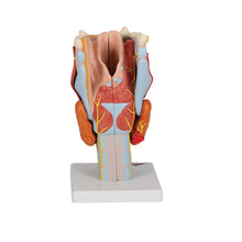 Load image into Gallery viewer, Model de laringe uman, x2 dimensiune normală, 7 părţi - 3B Smart Anatomy