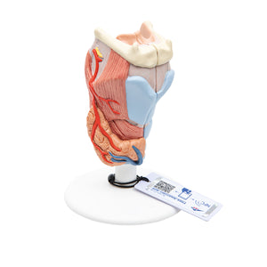 Model de laringe uman, 2 părţi - 3B Smart Anatomy
