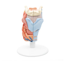 Load image into Gallery viewer, Model de laringe uman, 2 părţi - 3B Smart Anatomy