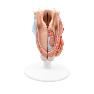 Model de laringe uman, 2 părţi - 3B Smart Anatomy