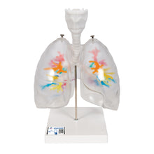 Load image into Gallery viewer, Model de arbore bronşic CT cu laringe şi plămâni  - 3B Smart Anatomy