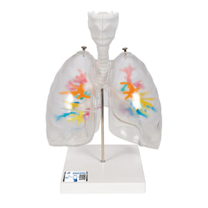 Model de arbore bronşic CT cu laringe şi plămâni  - 3B Smart Anatomy