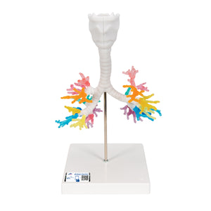 Model de arbore bronşic CT cu laringe - 3B Smart Anatomy