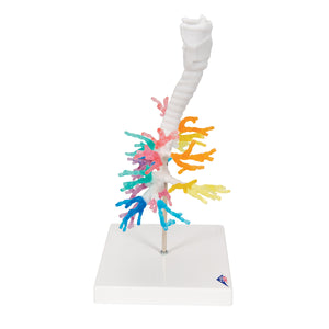 Model de arbore bronşic CT cu laringe - 3B Smart Anatomy