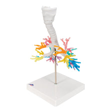 Load image into Gallery viewer, Model de arbore bronşic CT cu laringe - 3B Smart Anatomy