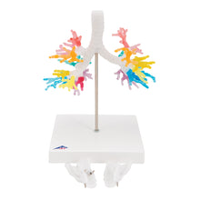 Load image into Gallery viewer, Model de arbore bronşic CT cu laringe - 3B Smart Anatomy