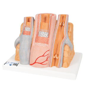 Model de arteră şi venă 3B MICROanatomy, mărit de 14 ori - 3B Smart Anatomy