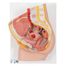 Load image into Gallery viewer, Model de pelvis feminin în secţiune mediană, 2 părţi - 3B Smart Anatomy