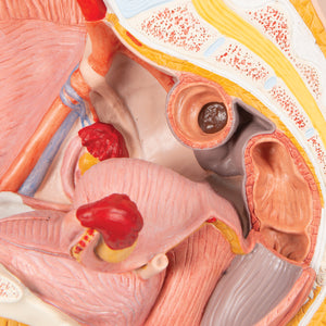 Model de pelvis feminin în secţiune mediană, 2 părţi - 3B Smart Anatomy