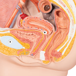 Model de pelvis feminin în secţiune mediană, 2 părţi - 3B Smart Anatomy