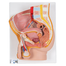 Load image into Gallery viewer, Model de pelvis masculin în secţiune mediană, 2 părţi - 3B Smart Anatomy