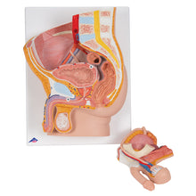 Load image into Gallery viewer, Model de pelvis masculin în secţiune mediană, 2 părţi - 3B Smart Anatomy