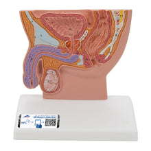 Load image into Gallery viewer, Model de pelvis masculin în secţiune mediană, 1/2 mărime naturală - 3B Smart Anatomy