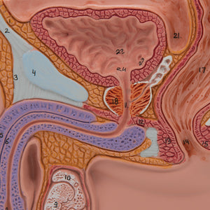 Model de pelvis masculin în secţiune mediană, 1/2 mărime naturală - 3B Smart Anatomy