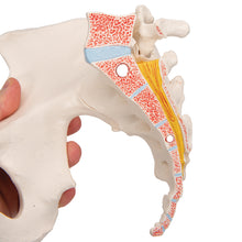 Load image into Gallery viewer, Model de schelete al unui pelvis feminin, 3 părţi - 3B Smart Anatomy