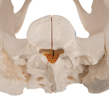 Load image into Gallery viewer, Model de schelete al unui pelvis feminin, 3 părţi - 3B Smart Anatomy