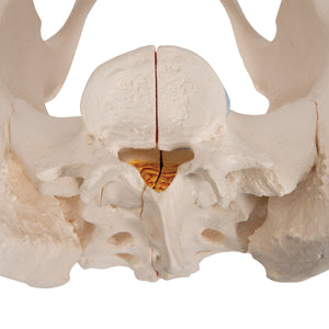 Model de schelete al unui pelvis feminin, 3 părţi - 3B Smart Anatomy
