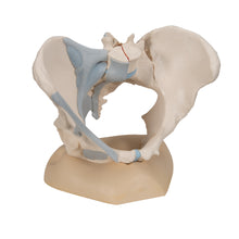 Load image into Gallery viewer, Model de schelet pelvis feminin cu ligamente, 3 părţi - 3B Smart Anatomy