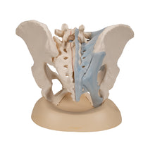Load image into Gallery viewer, Model de schelet pelvis feminin cu ligamente, 3 părţi - 3B Smart Anatomy