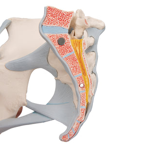 Model de schelet pelvis feminin cu ligamente, 3 părţi - 3B Smart Anatomy