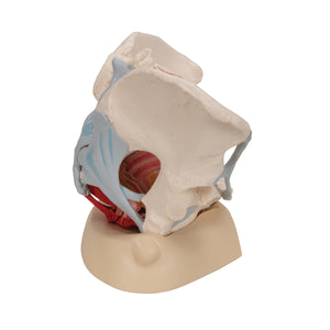 Model schelete de pelvis feminin cu ligamente, muşchi şi organe, în 4 părţi - 3B Smart Anatomy