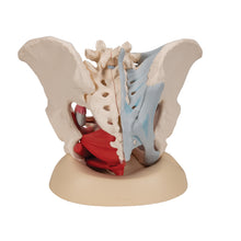 Load image into Gallery viewer, Model schelete de pelvis feminin cu ligamente, muşchi şi organe, în 4 părţi - 3B Smart Anatomy