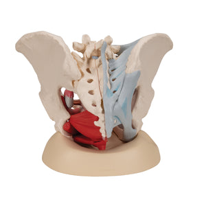 Model schelete de pelvis feminin cu ligamente, muşchi şi organe, în 4 părţi - 3B Smart Anatomy