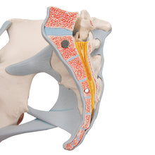 Load image into Gallery viewer, Model schelete de pelvis feminin cu ligamente, muşchi şi organe, în 4 părţi - 3B Smart Anatomy