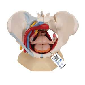 Model de schelet de pelvis uman cu ligamente, vase, nervi, muşchi şi organe ale podelei pelvine, în 6 părţi - 3B Smart Anatomy