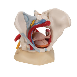 Model de schelet de pelvis uman cu ligamente, vase, nervi, muşchi şi organe ale podelei pelvine, în 6 părţi - 3B Smart Anatomy