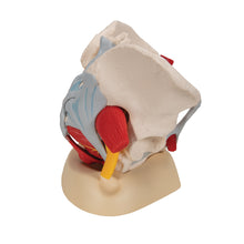 Load image into Gallery viewer, Model de schelet de pelvis uman cu ligamente, vase, nervi, muşchi şi organe ale podelei pelvine, în 6 părţi - 3B Smart Anatomy