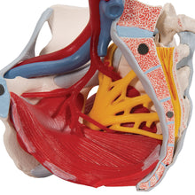 Load image into Gallery viewer, Model de schelet de pelvis uman cu ligamente, vase, nervi, muşchi şi organe ale podelei pelvine, în 6 părţi - 3B Smart Anatomy