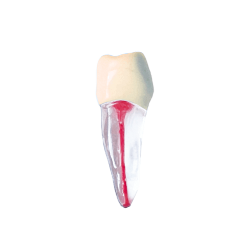 Premolar inferior - endobloc morfologic transparent