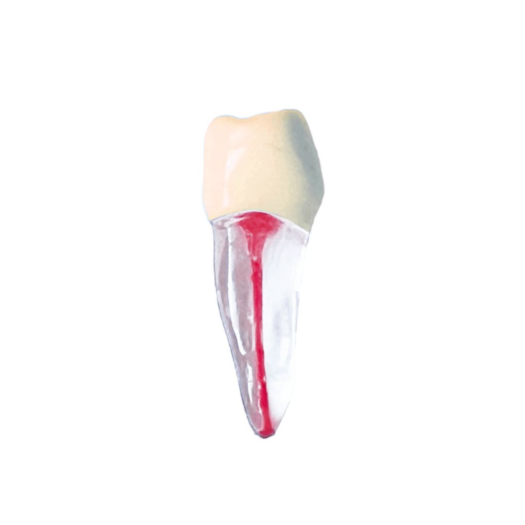 Premolar inferior - endobloc morfologic transparent