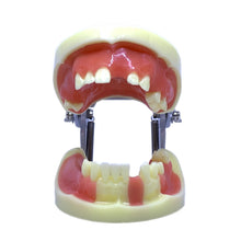Load image into Gallery viewer, Model pentru practica inserării de implanturi dentare