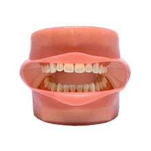Load image into Gallery viewer, Model cu dinţi detaşabili cu şurub şi gingie fixă moale acoperit de material siliconic 8011